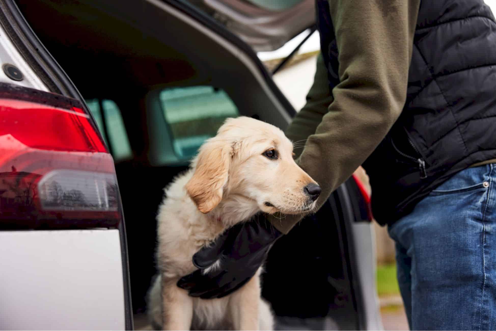 "Dog jacking": ce phénomène qui inquiète les propriétaires de chiens