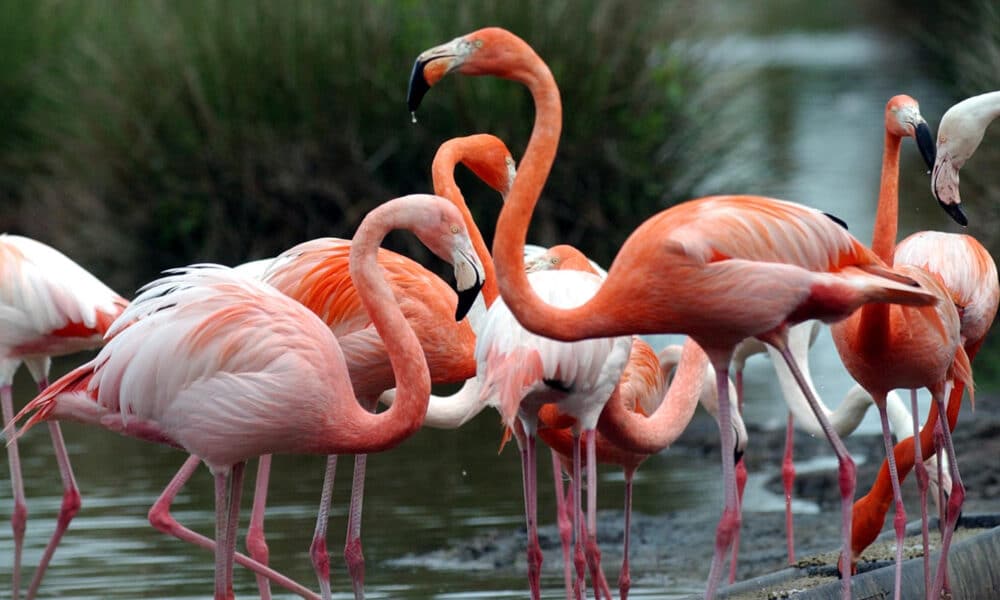 Cinéma: une société de production jugée pour la destruction de nids de flamants roses