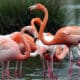 Cinéma: une société de production jugée pour la destruction de nids de flamants roses