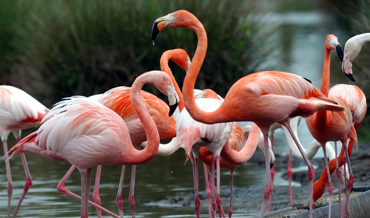 Cinéma: une société de production jugée pour la destruction de nids de flamants roses