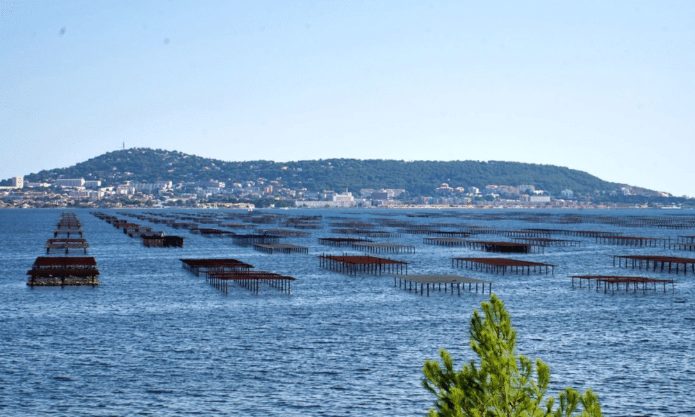 Thau Un ostréiculteur retrouvé noyé dans l’étang de Thau, une enquête ouverte