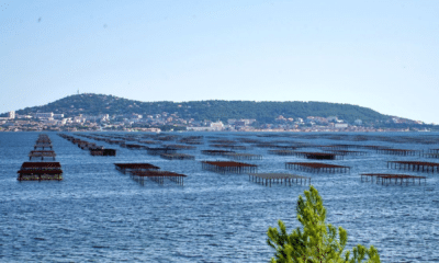 Thau Un ostréiculteur retrouvé noyé dans l’étang de Thau, une enquête ouverte