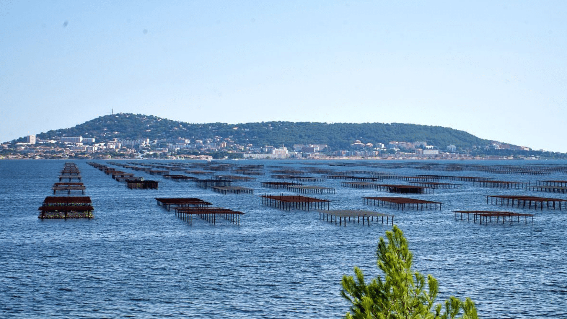 Thau Un ostréiculteur retrouvé noyé dans l’étang de Thau, une enquête ouverte