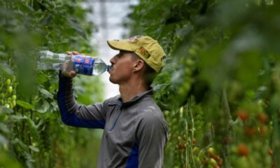 Sous les serres bretonnes, le travail s'adapte à la chaleur
