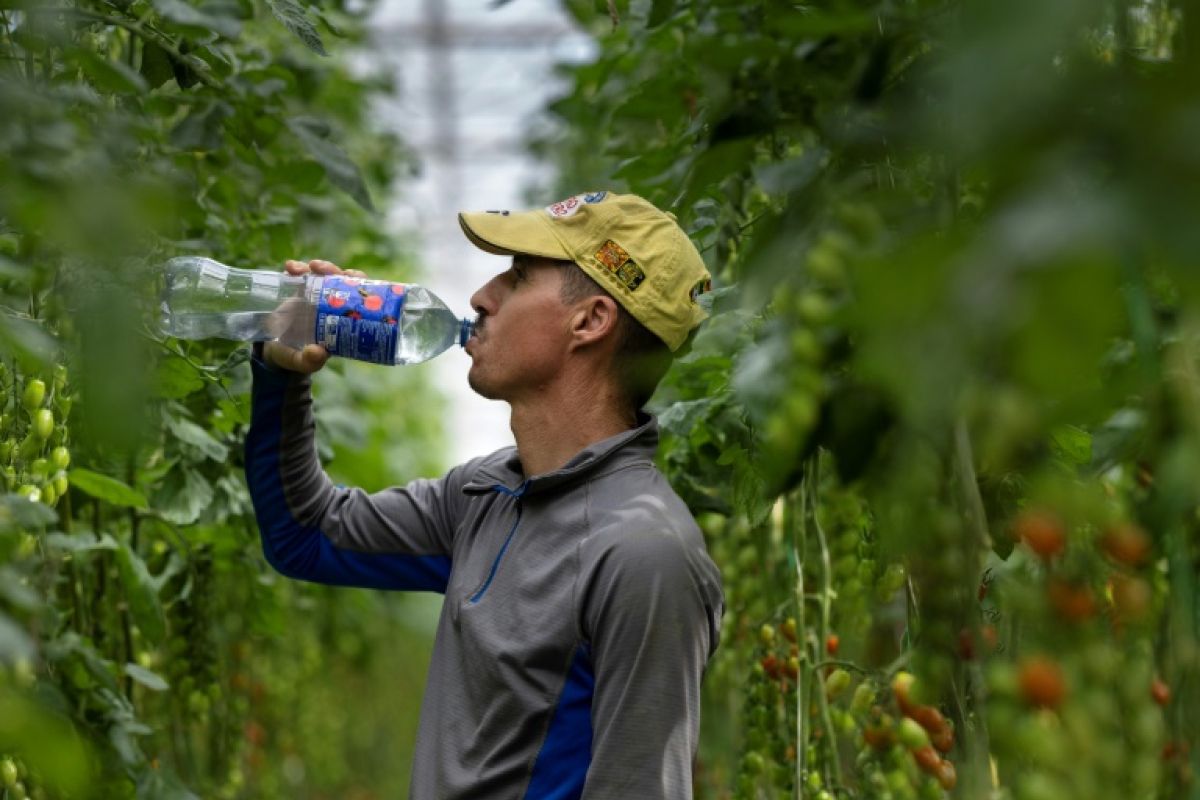 Sous les serres bretonnes, le travail s'adapte à la chaleur