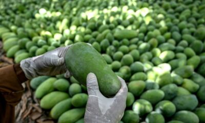 Les mangues du Pakistan pourrissent sur place à cause de la guerre au Moyen-Orient