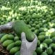 Les mangues du Pakistan pourrissent sur place à cause de la guerre au Moyen-Orient