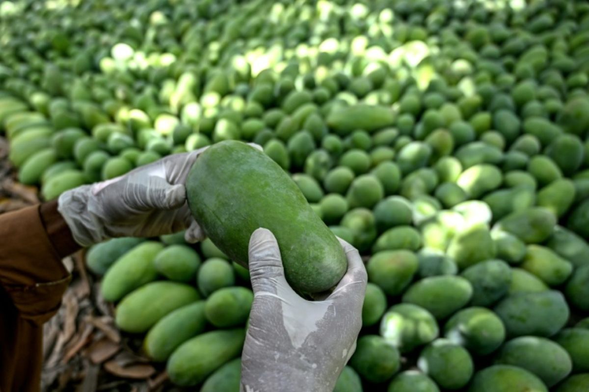 Les mangues du Pakistan pourrissent sur place à cause de la guerre au Moyen-Orient
