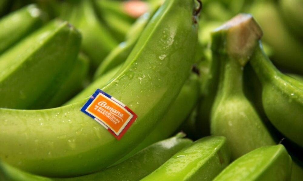 Pour sauver leurs bananes les producteurs antillais comptent sur les nouveaux OGM