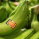 Pour sauver leurs bananes les producteurs antillais comptent sur les nouveaux OGM
