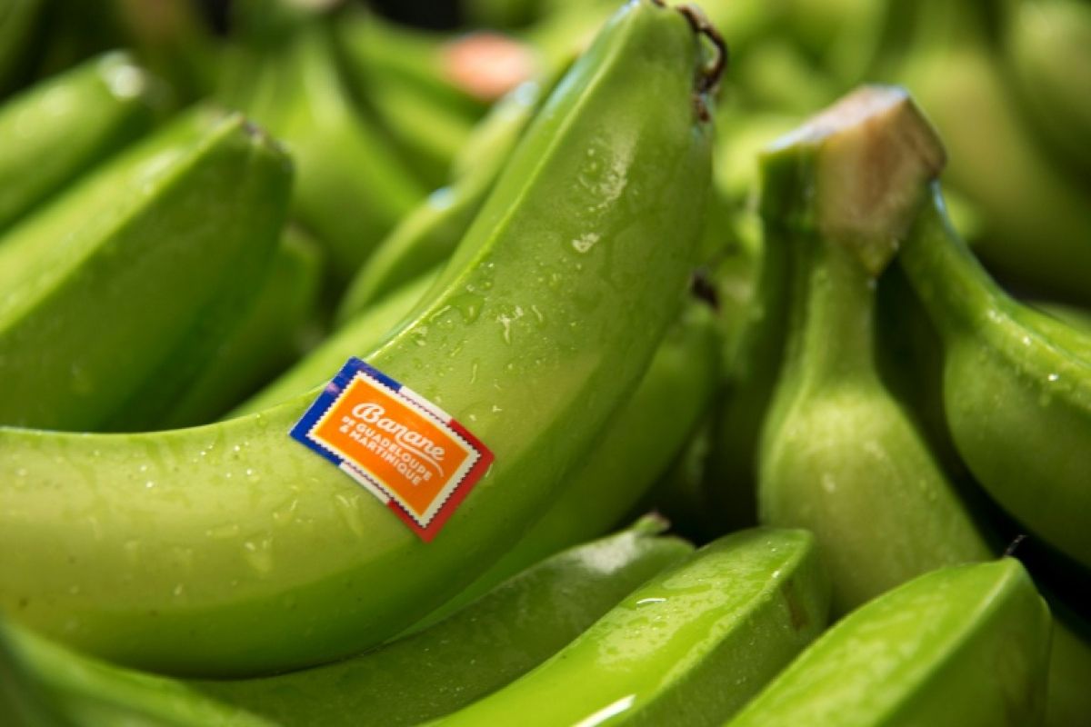 Pour sauver leurs bananes les producteurs antillais comptent sur les nouveaux OGM