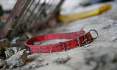 Des milliers de chiens ont disparu en Corée du Sud avant l'entrée en vigueur de l'interdiction de leur viande