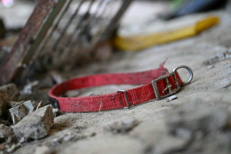 Des milliers de chiens ont disparu en Corée du Sud avant l'entrée en vigueur de l'interdiction de leur viande