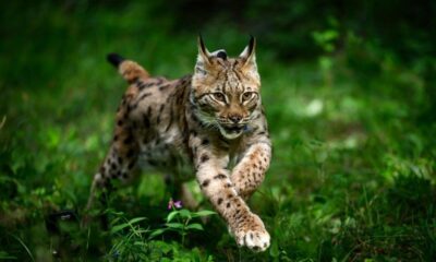Une jeune femelle lynx retrouve la liberté dans les Vosges, une première porteuse d'espoir
