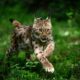 Une jeune femelle lynx retrouve la liberté dans les Vosges, une première porteuse d'espoir