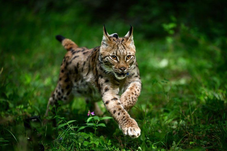 Une jeune femelle lynx retrouve la liberté dans les Vosges, une première porteuse d'espoir