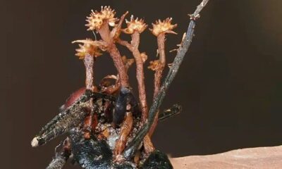 Un étrange parasite parasite le célèbre champignon zombie dans les forêts de Bornéo