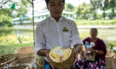 La Malaisie croule sous les durians le prix du roi des fruits dégringole