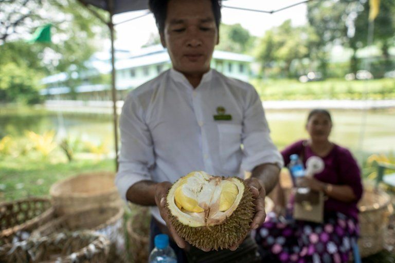 La Malaisie croule sous les durians le prix du roi des fruits dégringole