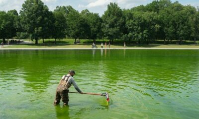 Ce bassin de Washington devait être bleu drapeau, il est devenu vert fluo