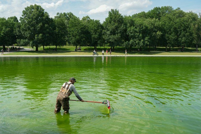 Ce bassin de Washington devait être bleu drapeau, il est devenu vert fluo