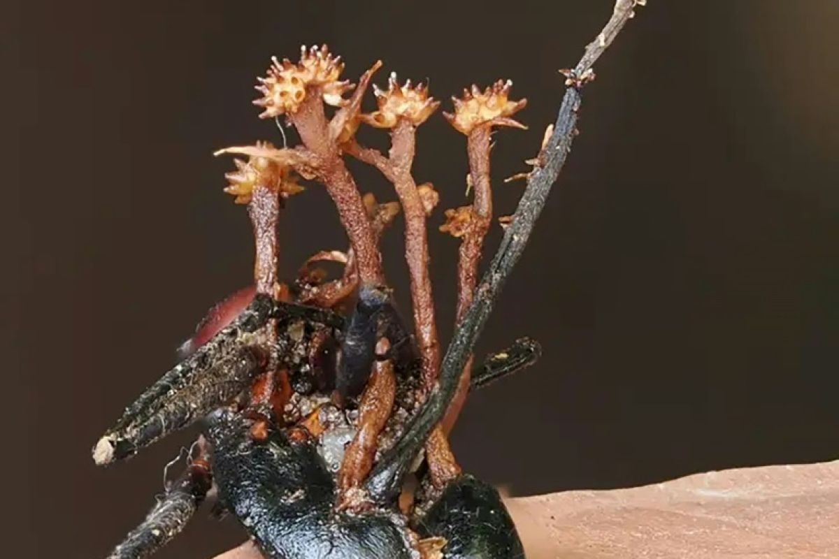 Un champignon zombie se fait lui-même parasiter par un nouveau prédateur mortel découvert à Bornéo