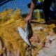 La Grèce lance une prime pour traquer le poisson-ballon, espèce invasive et toxique