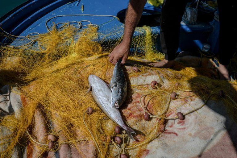 La Grèce lance une prime pour traquer le poisson-ballon, espèce invasive et toxique