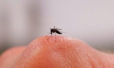 Des moustiques mâles stérilisés aux rayons X pour casser le cycle du tigre