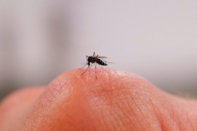Des moustiques mâles stérilisés aux rayons X pour casser le cycle du tigre