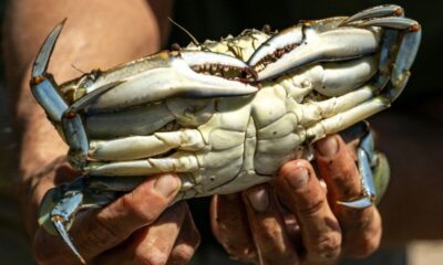 Manger le crabe bleu pour sauver la Méditerranée