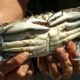 Manger le crabe bleu pour sauver la Méditerranée