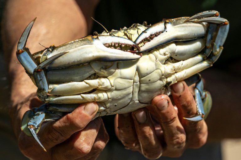 Manger le crabe bleu pour sauver la Méditerranée