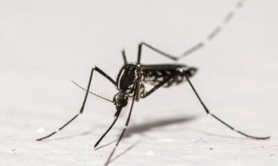Unité militaire anti-dengue au Sri Lanka : l’armée part en guerre contre les moustiques