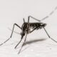 Unité militaire anti-dengue au Sri Lanka : l’armée part en guerre contre les moustiques