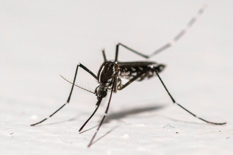 Unité militaire anti-dengue au Sri Lanka : l’armée part en guerre contre les moustiques