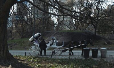 La mort d'un adolescent en calèche à New York relance la bataille pour les interdire
