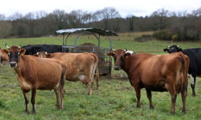Eau, loup, pesticides le Sénat met le feu aux débats agricoles