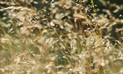 Les 50°C en France deviennent une question de temps