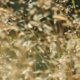 Les 50°C en France deviennent une question de temps