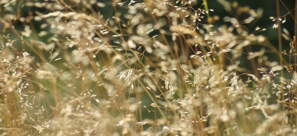 Les 50°C en France deviennent une question de temps