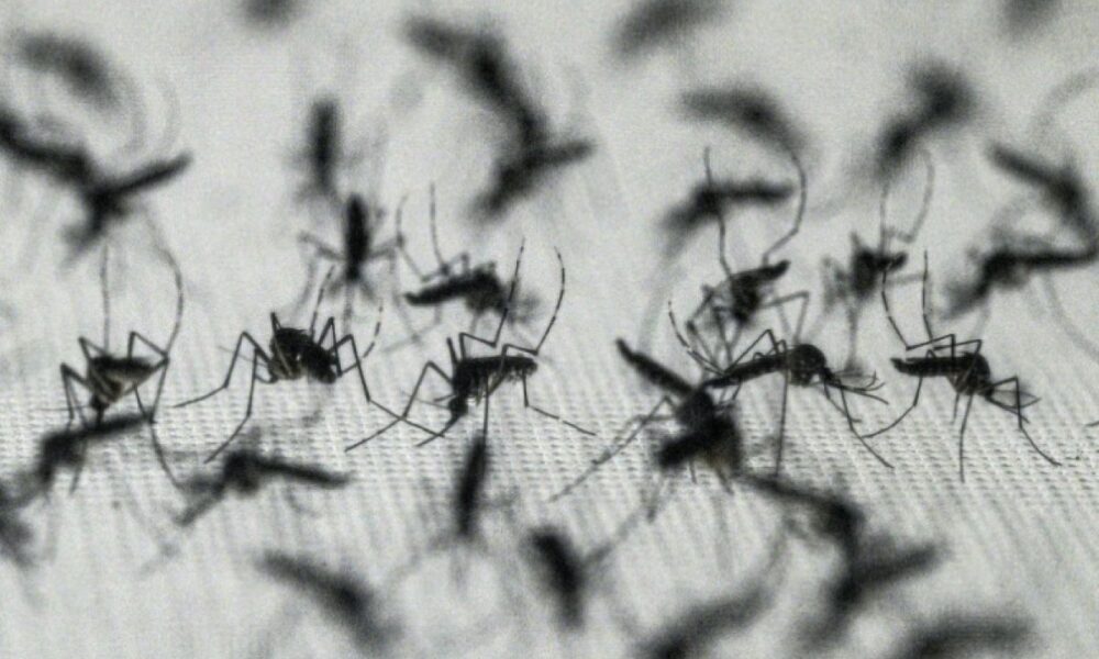 Le Brésil met en pause son vaccin star contre la dengue