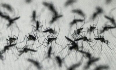 Le Brésil met en pause son vaccin star contre la dengue