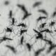 Le Brésil met en pause son vaccin star contre la dengue