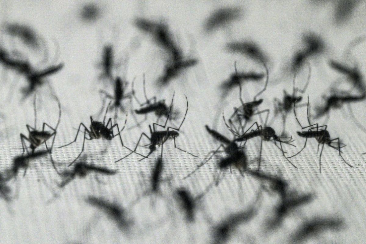 Le Brésil met en pause son vaccin star contre la dengue