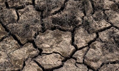 Un vent brûlant peut anéantir la végétation en quelques heures seulement