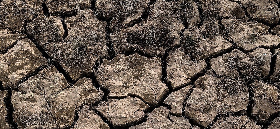Un vent brûlant peut anéantir la végétation en quelques heures seulement