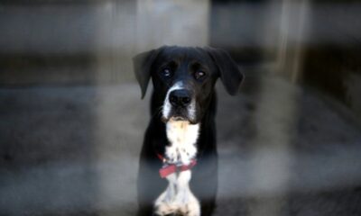 300 000 animaux abandonnés chaque été, une collecte inédite pour les refuges