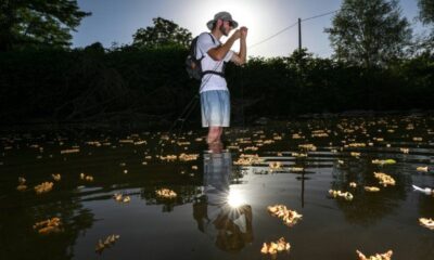 Les poissons suffoquent dans les rivières en surchauffe