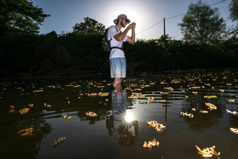 Les poissons suffoquent dans les rivières en surchauffe